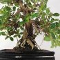 100 PCS Seeds Torenia Fournieri Bonsai Amazing Flower Bonsai