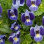 100 PCS Seeds Torenia Fournieri Bonsai Amazing Flower Bonsai