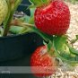 100 PCS Seeds Toscana F1 Fleurostar Strawberry