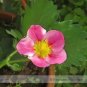 100 PCS Seeds Toscana F1 Fleurostar Strawberry