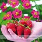 100 PCS Seeds Toscana F1 Fleurostar Strawberry