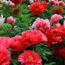 5 PCS Seeds Touguan Bride' Peony