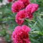 5 PCS Seeds Touguan Bride' Peony