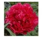 5 PCS Seeds Touguan Bride' Peony