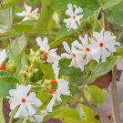 10 PCS Seeds Trachelospermum Jasminoides Flower 10 PCS Seeds Trachelospermum Jasminoides Flower
