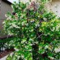 10 PCS Seeds Trachelospermum Jasminoides Flower