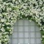 10 PCS Seeds Trachelospermum Jasminoides Flower