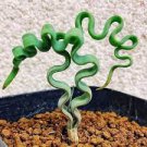 100 PCS Seeds Trachyandra Flexifolia 100 PCS Seeds Trachyandra Flexifolia