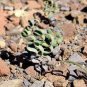 100 PCS Seeds Trachyandra Flexifolia