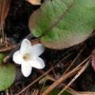 120 PCS Seeds Trailing Arbutus 120 PCS Seeds Trailing Arbutus