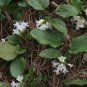 120 PCS Seeds Trailing Arbutus