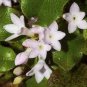 120 PCS Seeds Trailing Arbutus
