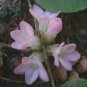 120 PCS Seeds Trailing Arbutus