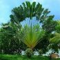100 PCS Seeds Travelers Palm Flores