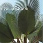 100 PCS Seeds Travelers Palm Flores