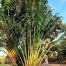 100 PCS Seeds Travelers Palm Flores Bonsai 100 PCS Seeds Travelers Palm Flores Bonsai