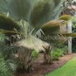 100 PCS Seeds Travelers Palm Flores Bonsai