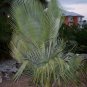 100 PCS Seeds Travelers Palm Flores Bonsai