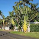10 PCS Seeds Traveller's-tree Seeds Ravenala madagascariensis Tropical Ornamental 10 PCS Seeds Traveller's-tree Seeds Ravenala madagascariensis Tropical Ornamental