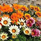 30 PCS Seeds Treasure Flowers Gazania Ornamental Flower Mixed