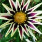 30 PCS Seeds Treasure Flowers Gazania Ornamental Flower Mixed