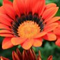 30 PCS Seeds Treasure Flowers Gazania Ornamental Flower Mixed