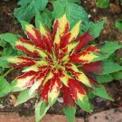 50 PCS Seeds TRICOLOR AMARANTHUS PERFECTA Summer Poinsettia Amaranth Flower 50 PCS Seeds TRICOLOR AMARANTHUS PERFECTA Summer Poinsettia Amaranth Flower