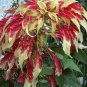 50 PCS Seeds TRICOLOR AMARANTHUS PERFECTA Summer Poinsettia Amaranth Flower