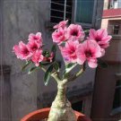 2 PCS Seeds Tri-color Double Adenium black outer petal red middle part with white