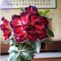 2 PCS Seeds Tri-color Double Adenium black outer petal red middle part with white