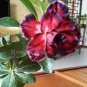 2 PCS Seeds Tri-color Double Adenium black outer petal red middle part with white
