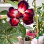 2 PCS Seeds Tri-color Double Adenium black outer petal red middle part with white