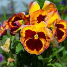 100 PCS Seeds Tri-color Rare Petunia Annual Flower