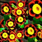 100 PCS Seeds Tri-color Rare Petunia Annual Flower