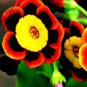 100 PCS Seeds Tri-color Rare Petunia Annual Flower