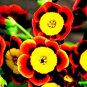 100 PCS Seeds Tri-color Rare Petunia Annual Flower