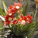 100 PCS Seeds Tricolor Sparaxis Seeds Purple White Red Big Ornamental Flowers
