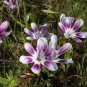 100 PCS Seeds Tricolor Sparaxis Seeds Purple White Red Big Ornamental Flowers