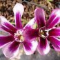 100 PCS Seeds Tricolor Sparaxis Seeds Purple White Red Big Ornamental Flowers
