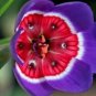 100 PCS Seeds Tricolor Sparaxis Seeds Purple White Red Big Ornamental Flowers