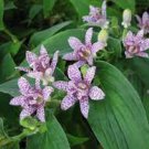 50 PCS Seeds TRICYRTIS Japanese Toad Lily Flower 50 PCS Seeds TRICYRTIS Japanese Toad Lily Flower