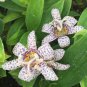 50 PCS Seeds TRICYRTIS Japanese Toad Lily Flower