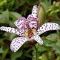 50 PCS Seeds TRICYRTIS Japanese Toad Lily Flower