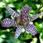 50 PCS Seeds TRICYRTIS Japanese Toad Lily Flower
