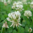 500 PCS Seeds Trifolium repens Seeds White Clover Hokkaido 500 PCS Seeds Trifolium repens Seeds White Clover Hokkaido