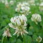 500 PCS Seeds Trifolium repens Seeds White Clover Hokkaido