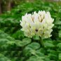 500 PCS Seeds Trifolium repens Seeds White Clover Hokkaido