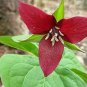 60 PCS Seeds Trillium Erectum Flower