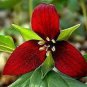 60 PCS Seeds Trillium Erectum Flower