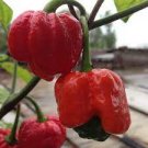 10 PCS Seeds Trinidad Moruga Scorpion Red Green Chili Pepper Vegetables